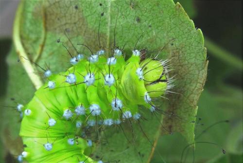 Saturnia pyri
